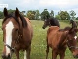Abandoned horses in Ireland | Video of the day