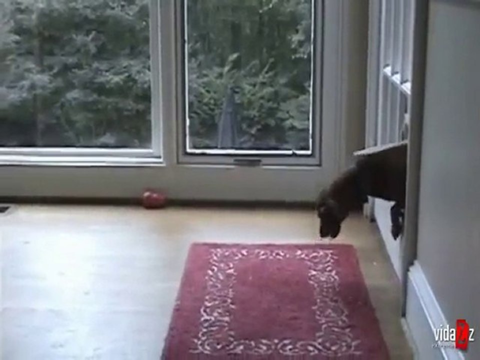Katzenklappe + Hund