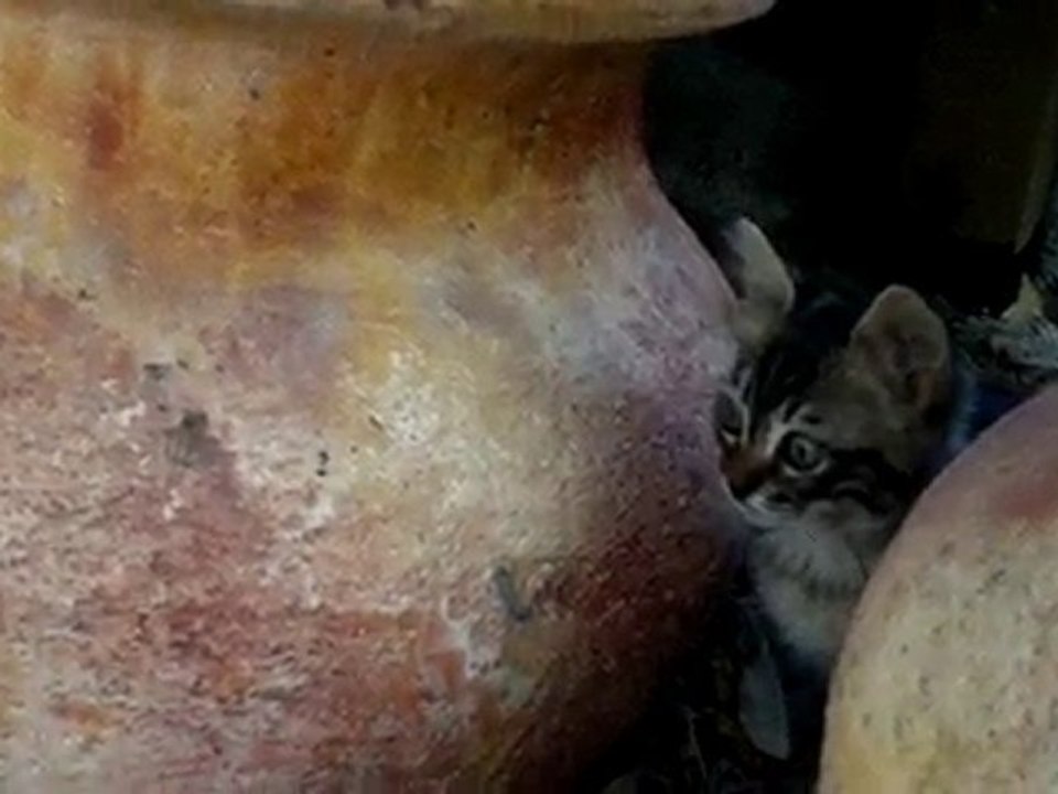 oh no, this cute kitty is in HUGE problem