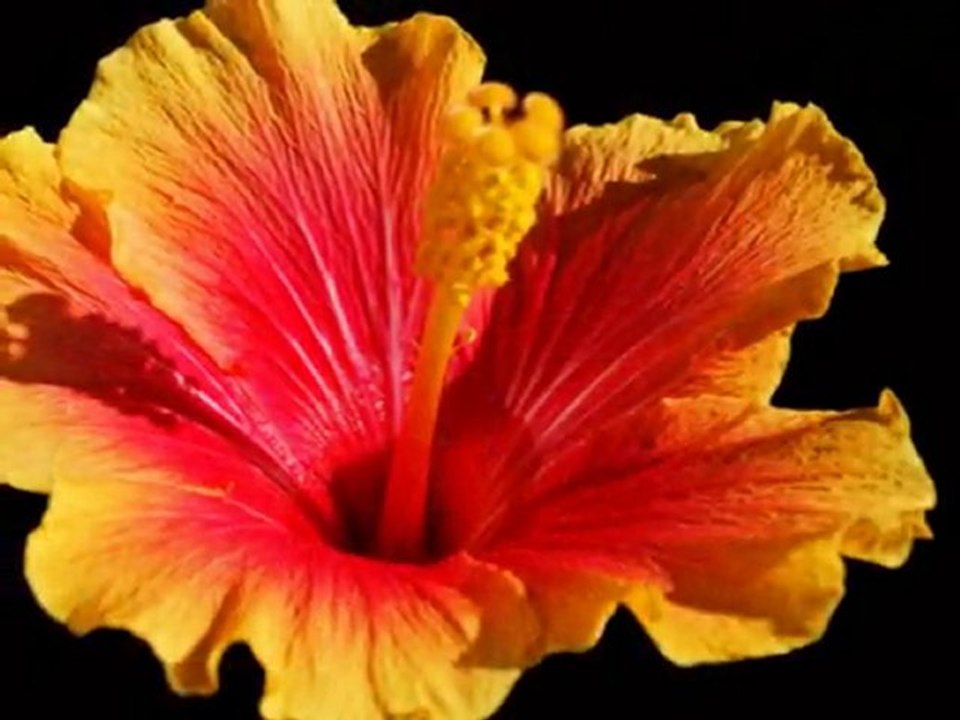 freigestellte blume und blüten in nahaufnahme