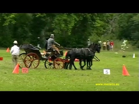 Les merens au concours d'attelage de tradition a Aix