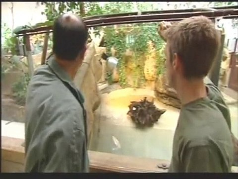 Des racines et des Ailes