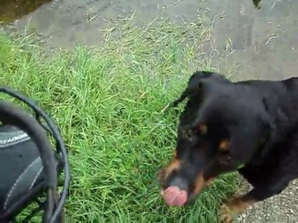 mon gros 14 mai 2010 010