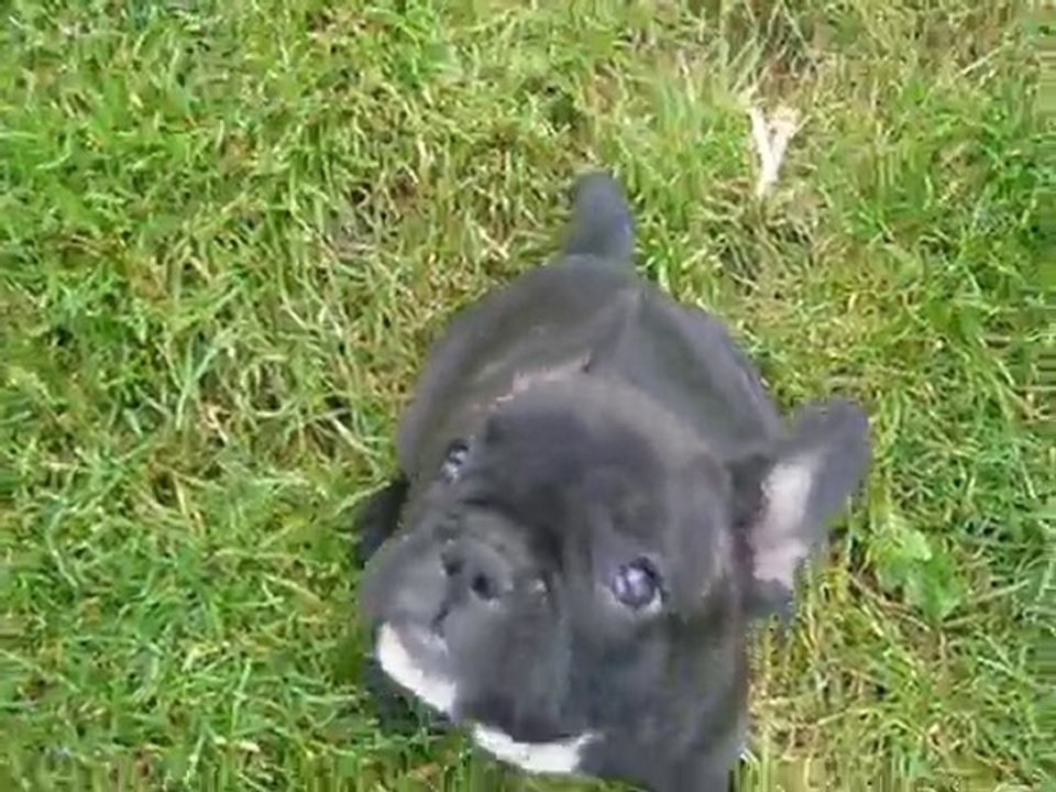 chiot bouledogue français