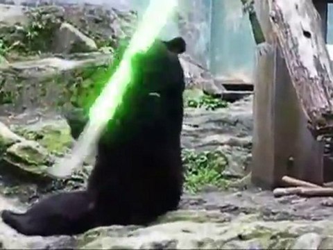 L'ours qui fait du Kung Fu avec un sabre laser