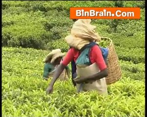 Tea Plantation of munnar