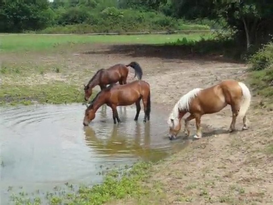 baignade gitane