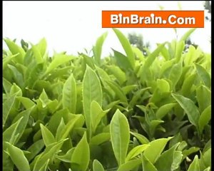 Tea Plantation of munnar