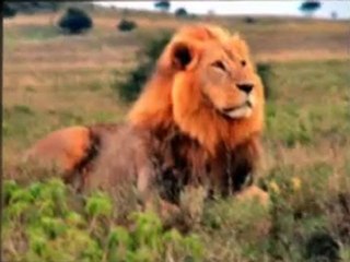 Limo service in seattle LA Prom Limo