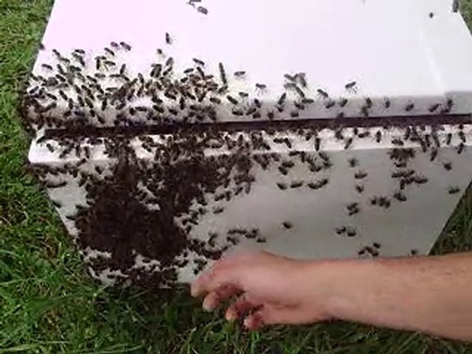 essaim abeilles jardin pharmacie jarny