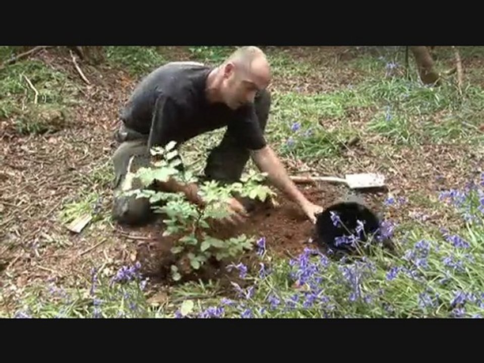 TreeLife Tree Surgeons in Hemelhempstead