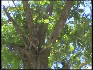 H Marika kai o Vaggelis ston Pyrgo Santorinis