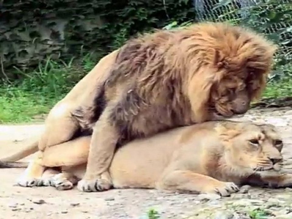 La pub des lions Sexy…