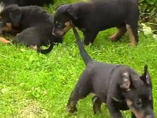 chiots Volcane et Cobain 4