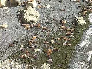 Deniz aslanları / Sea lions @ Punta Lomo