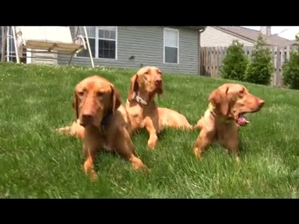 New Vizsla DVD Vizslas A Go-Go video commercial