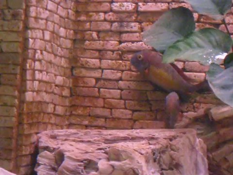 Tropheus Red Rainbow Kasanga Kur