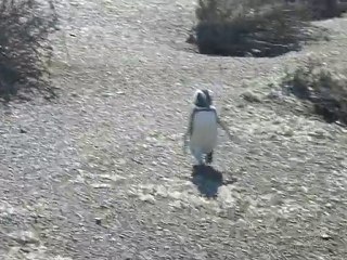 Penguen yürüyüşü / Penguin walk