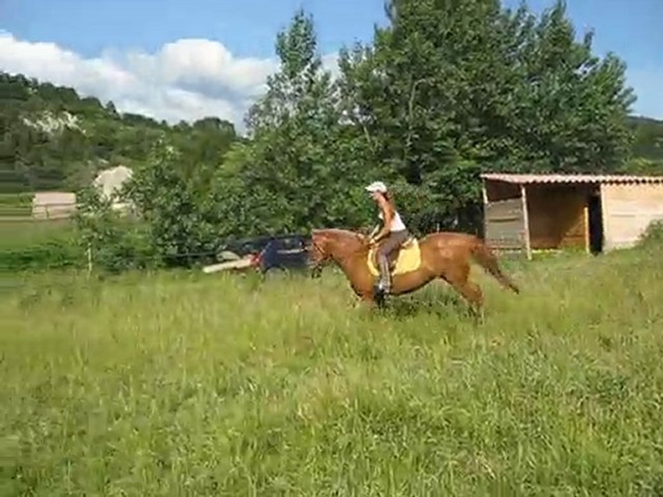 Jaya - jument barbe arabe à vendre - 2