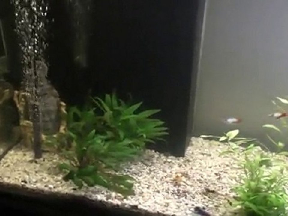 mon aqua 600l