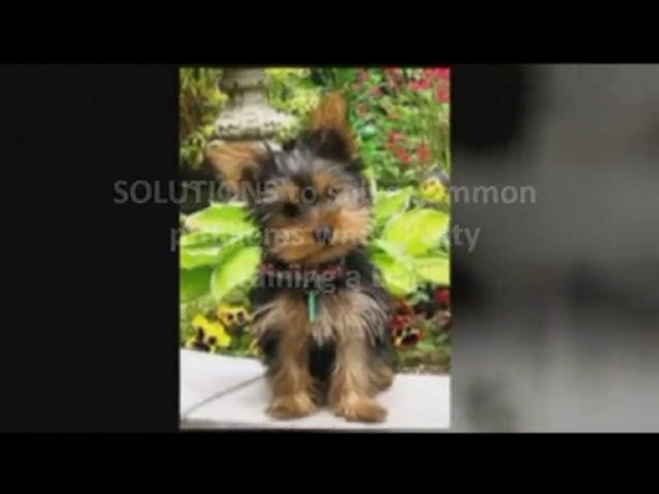 Dog Training Tips How to - Potty Train a Dog