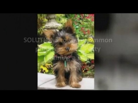 Dog Training Tips How to - Potty Train a Dog