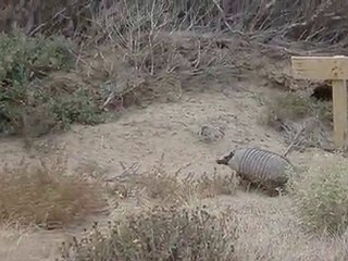 Armadillo