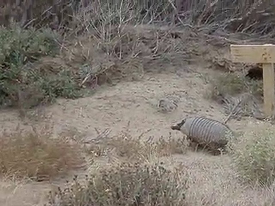 Armadillo
