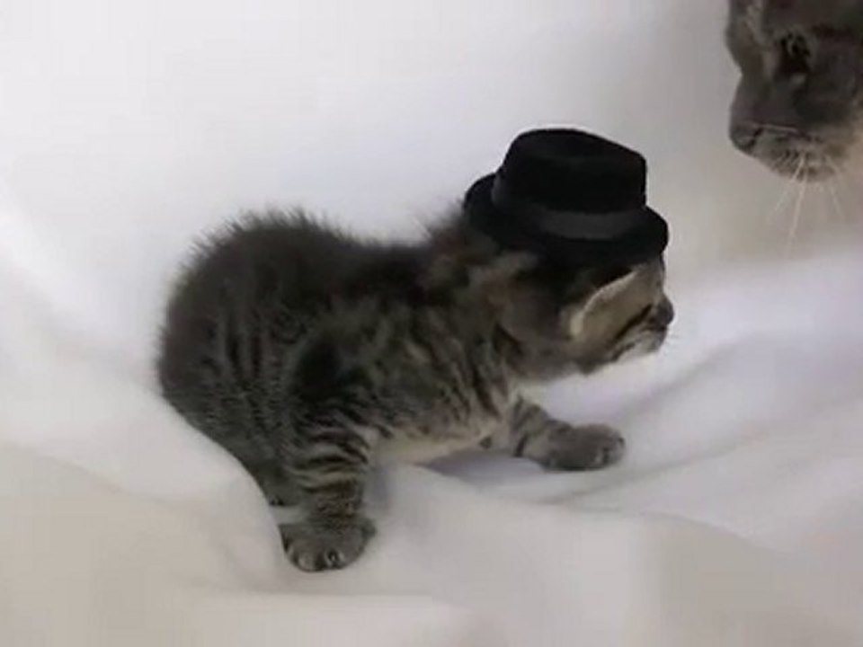 la baffe de maman chat