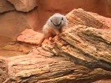 Meerkats in Lincoln Park Zoo