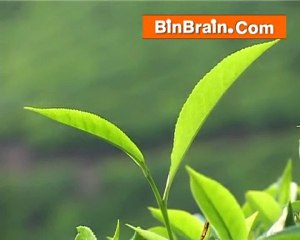 Tea Plantation of munnar