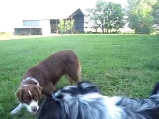 Bony et Dax, jeux de chiens!