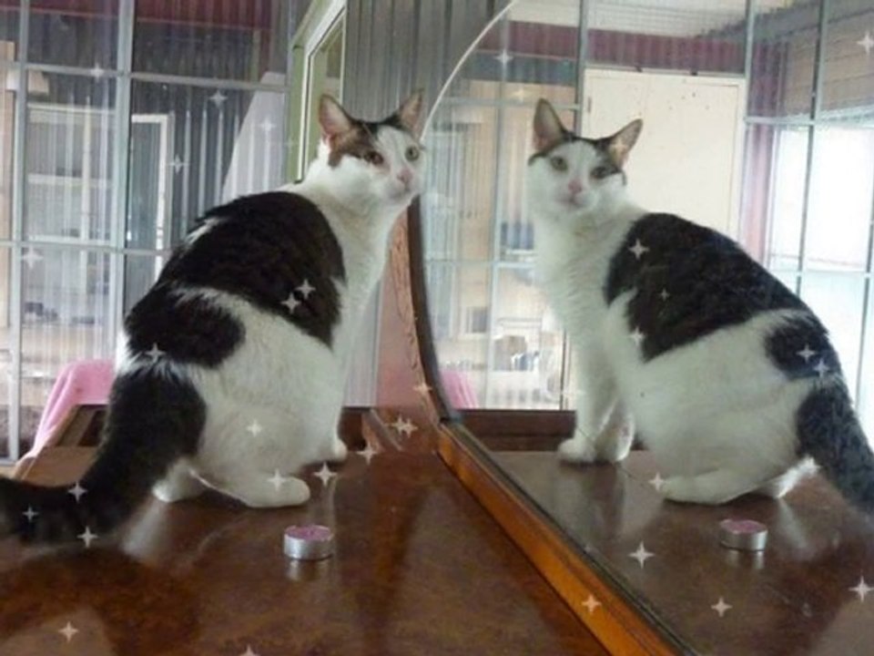 Les chats du refuge des Amis des Bêtes Aix les Bains