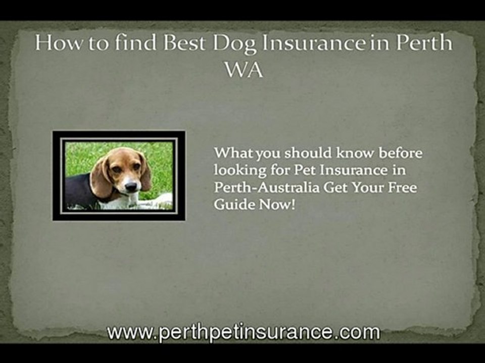 What To Look For When Buying Dog Insurance In Perth or Aust