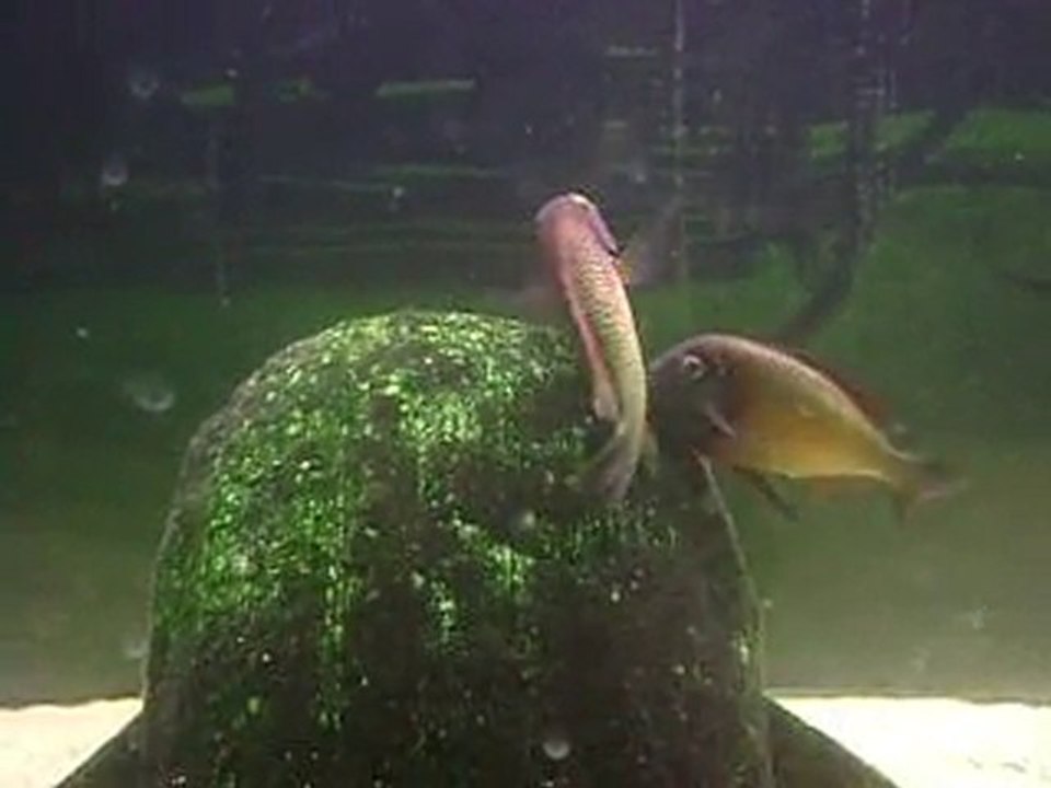 Tropheus moori ilangi çiftleşme