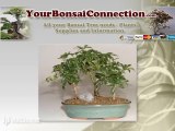 Your Bonsai Connection - Quality Bonsai Plants Trimming Tool
