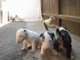 Bull Terrier puppies - 4 weeks old