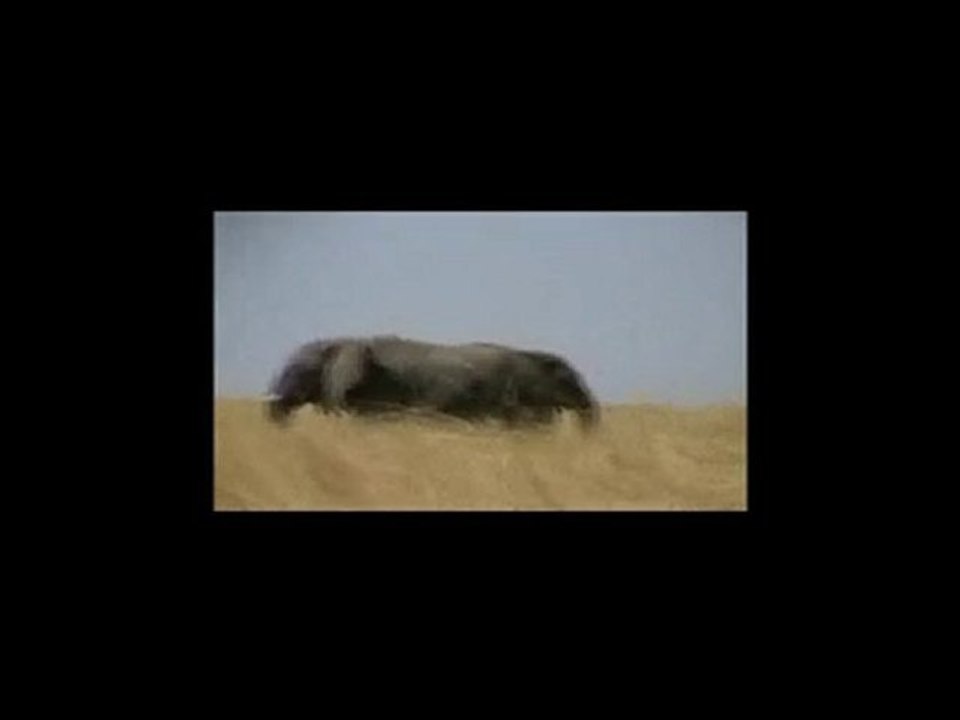 Les éléphants du parc de WAZA Cameroun 2003