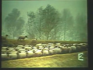 France 2 - JT 2004 - "Des brebis écologiques"