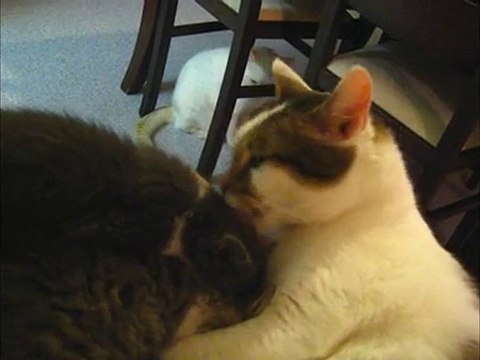 Banjo joue au papa chat