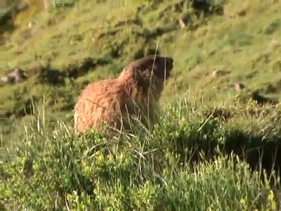 cantal marmotte