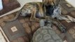 Great Dane pup vs 75 year old tortoise