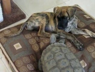 Great Dane pup vs 75 year old tortoise