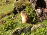 cantal marmotte1