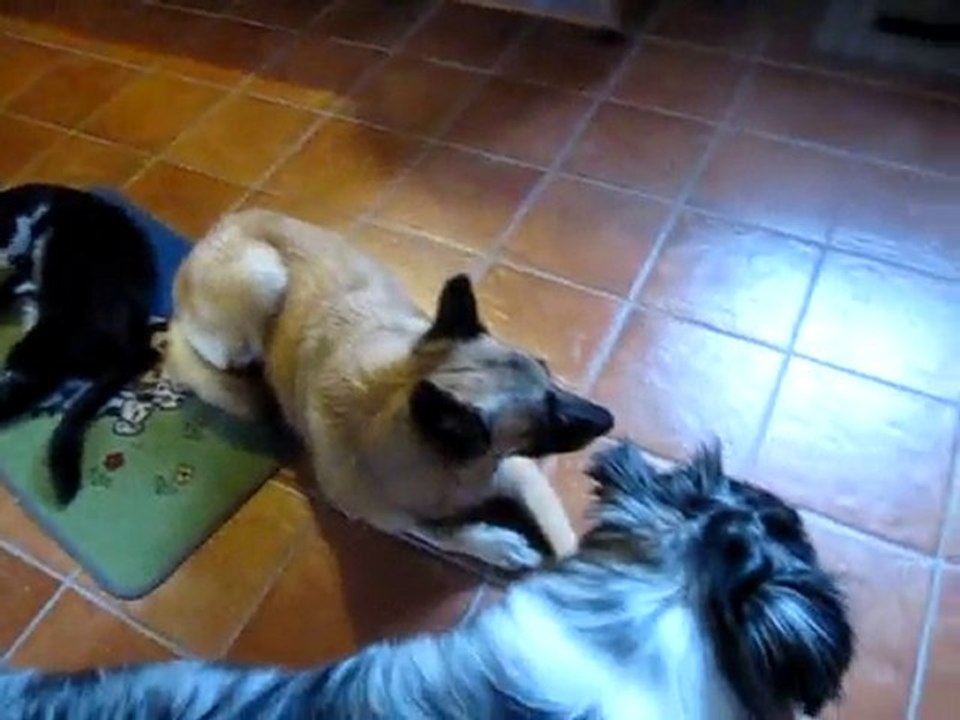 Les chats font la loi!