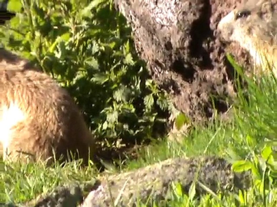 Cantal marmotte2