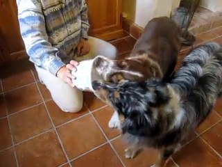 ......Mais les chiens ont le dernier mot!