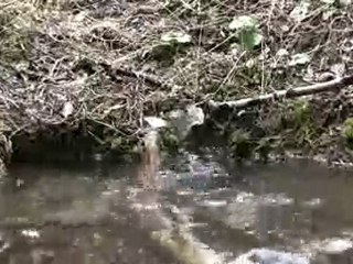 Bubbling Mountain Forest Natural Spring