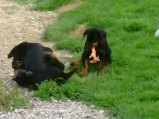 Les chiots de Vahiné et Max. Elevage du Manoir de Rouge Camp