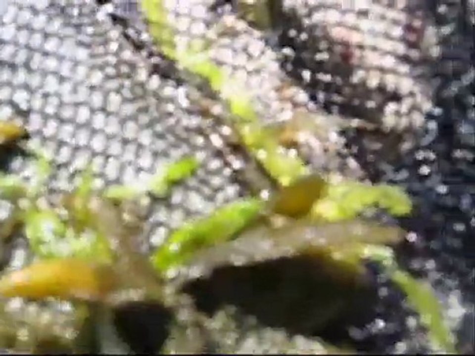 Kepçe İle Canlı Teke Çıkartma www.baliksevdam.com